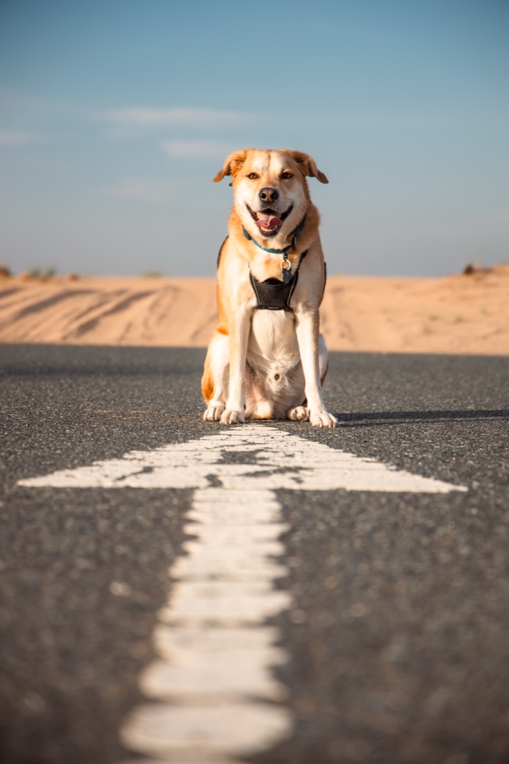 Floki on a desert road in the UAE